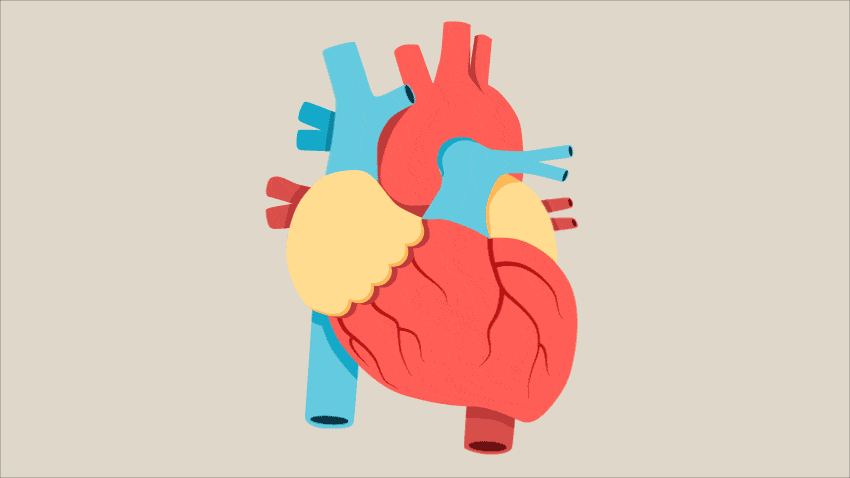 کی اکوکاردیوگرافی قلب را انجام دهیم؟