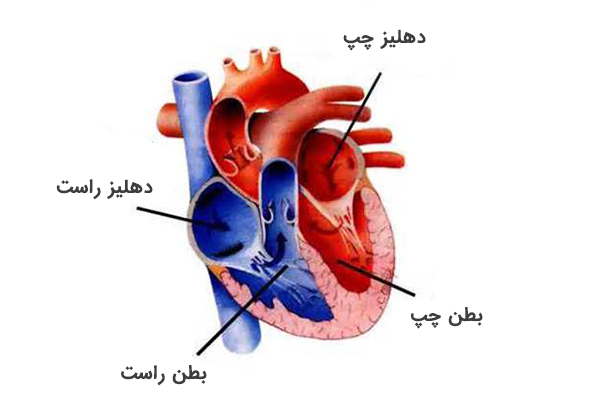 قلب