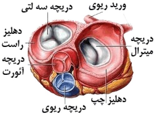 دلایل فیبریلاسیون دهلیزی دریچه ای