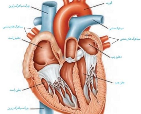 تاثیرات داروهای قلبی بر روی جنین چیست؟!