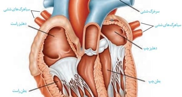 تاثیرات داروهای قلبی بر روی جنین چیست؟!